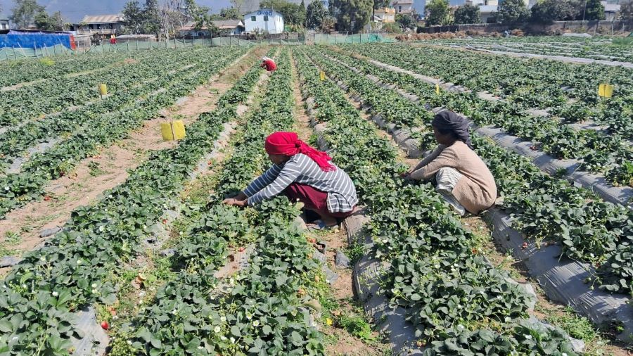 Dang Birendra Khadka saves Rs. 600,000 annually from strawberry farming