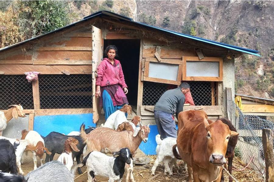 Chand returns from India and enjoys goat farming, earning Rs 6 lakh annually