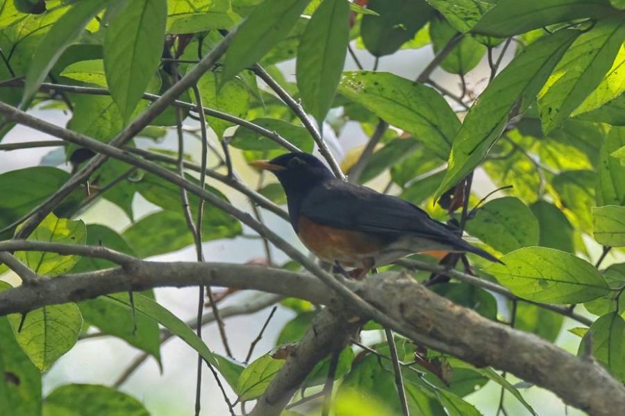 नेपालमा कृष्णवक्ष चाँचर चराको दोस्रोपटक अभिलेख